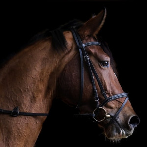 В Муроме за падение ребенка с лошади осудили директора Центра иппотерапии