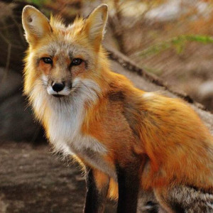 Три района Владимирской области оказались неблагополучными по бешенству