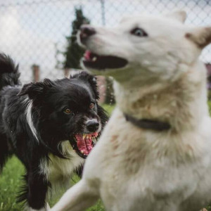 Во Владимирской области отловили державших район в страхе 34 собак