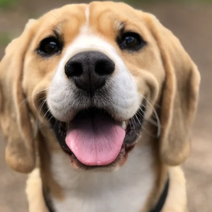 Во Владимире в Добром досрочно отменили карантин по бешенству