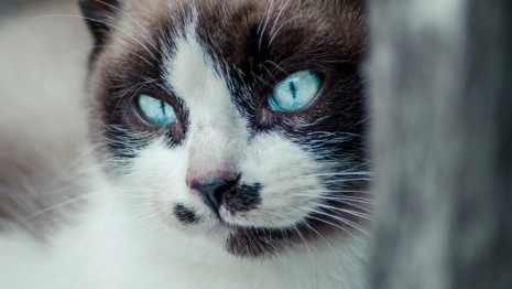 В Собинском районе ликвидировали очаг бешенства