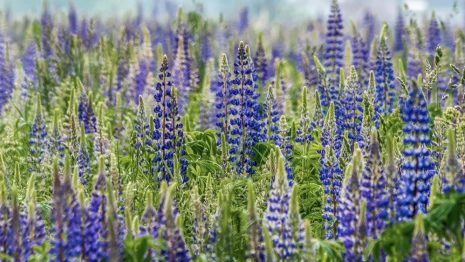 Владимирцам напомнили о длинных выходных в мае