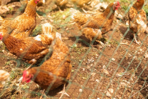 Во Владимирской области нашли нарушения на 7 птицефабриках