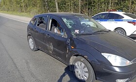 В аварии с лосем на трассе Р-132 под Владимиром пострадал 16-летний подросток