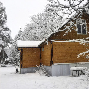 Во Владимирской области турбазу в сосновом лесу выставили на продажу за 180 млн