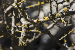 Во Владимирской области на рабочей неделе потеплеет до +10 градусов