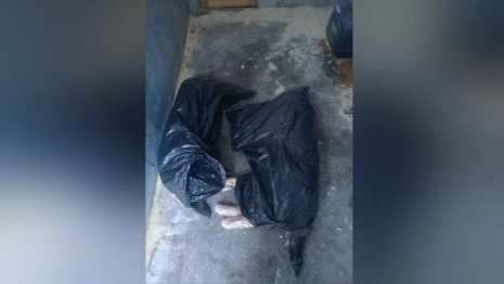 Тела расстрелянных под Александровом собак отвезли на экспертизу