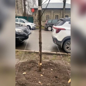 Во Владимире вандалы омрачили новогоднюю атмосферу