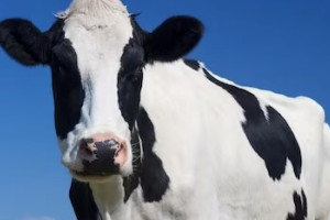 Во Владимирской области за год надоили 460 тыс. тонн молока