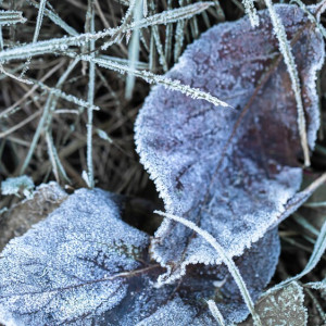 Во Владимирскую область вернется похолодание до -1