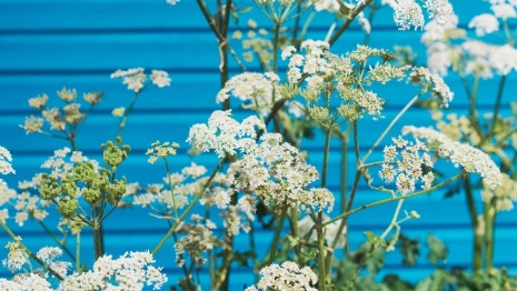 За борщевик владимирцы заплатят штрафы от двух до 150 тысяч