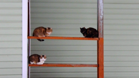 Жильцов ветхого дома во Владимире отказались расселить в срок