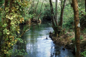 Во Владимире с 15 января приступят к благоустройству парка у ДТЮ