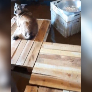 «Нас убивают». Владелица владимирского приюта «Хвосты» рассказала об ухудшении ситуации