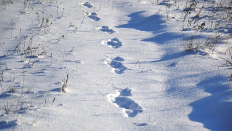 Во Владимире подходы к больницам и детским садам оказались завалены снегом