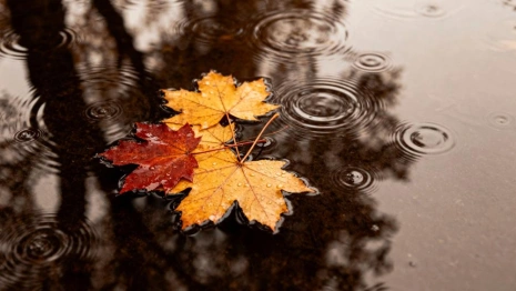 Затяжные дожди накроют Владимир