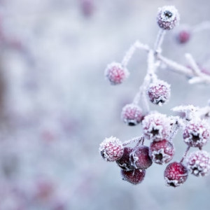 Во Владимирской области рабочая неделя будет умеренно морозной