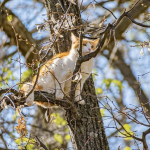 Во Владимирской области жители испугались за застрявшего на дереве кота