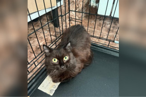 Во Владимире 38 кошек остались брошенными после смерти хозяйки