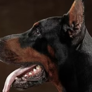 В деревне под Собинкой обнаружили очаг бешенства