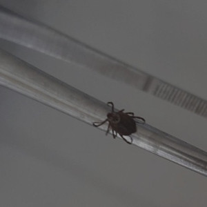 С жителей Владимирской области сняли 17 зараженных вирусами клещей