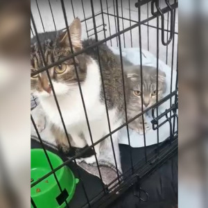 «Хотели выкинуть на улицу». Двух кошек участника СВО отдали во владимирский приют