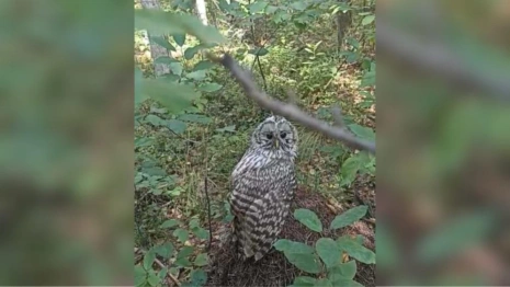 Во Владимирской области встретили краснокнижную неясыть
