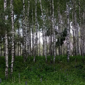 Положение ризы Пресвятой Богородицы: что можно и нельзя делать 14 июля