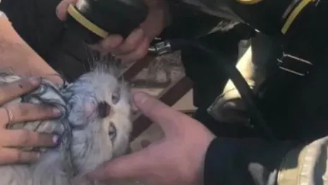 В Коврове пожарные спасли кота из горящей квартиры