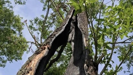 Гайд «День во Владимире». Чем опасна ясеневая златка и как с ней бороться