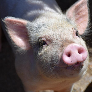 Во Владимирской области загорелась ферма с сотней поросят