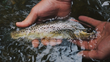 Во Владимирской области рыбаки столкнули полицейского в воду