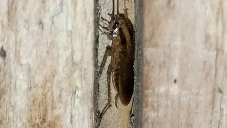 В Юрьев-Польском районе началось нашествие тараканов