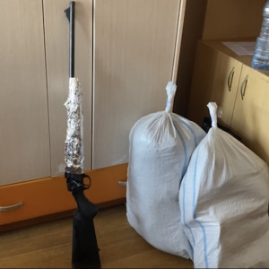 Житель Коврова застрелил двух лосей в лесу