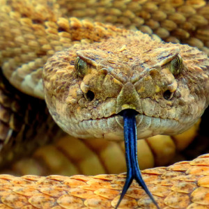 Во Владимирской области в заказнике нашли краснокнижных насекомых и змей