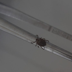 С жителей Владимирской области сняли 25 зараженных вирусами клещей