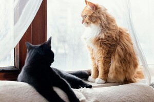 Во Владимирской области сняли ограничение на число кошек в квартирах