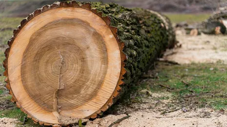В Судогде с арендатора леса взыскали 800 тыс. рублей за вырубку деревьев