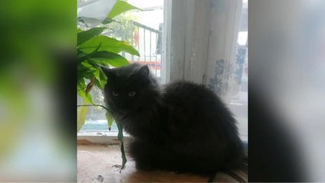 Во Владимире бабушка оказалась взаперти в собственной квартире из-за кошачьего свидания