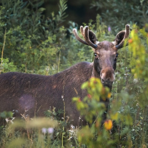 В лесах Владимирской области семья лосей усыновила лисенка