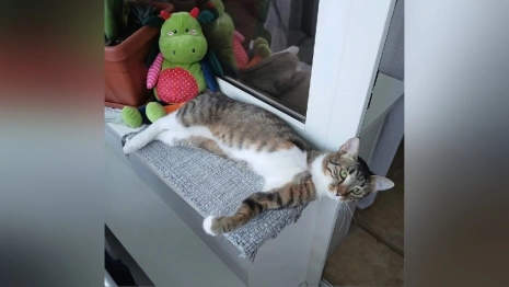 Во Владимирской области покалеченный кот из депо нашел дом