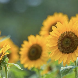 Первая рабочая неделя августа во Владимирской области будет теплой