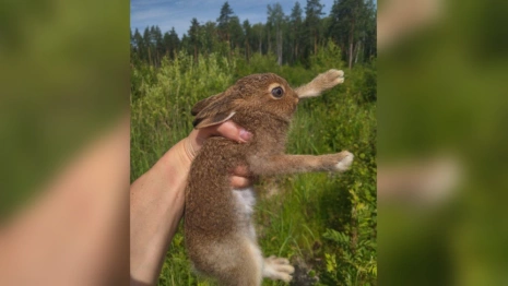 Во Владимирской области спасли зайчонка на окруженном водой острове