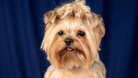 В Муроме хозяева растерзанного терьера Оскара добились выплаты в 68 тысяч