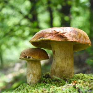 Тит Листопадник: что можно и нельзя делать 7 сентября