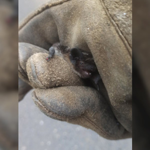 Жительницы Владимира поймали летучую мышь с помощью таза