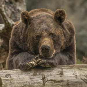 Евтропиев день: что можно и нельзя делать 16 марта