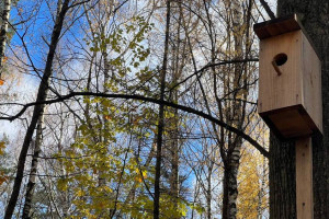 Во Владимирской области животные в лесах 5 районов пострадали от вырубки деревьев