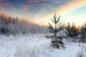 Во Владимирскую область придет аномальное потепление