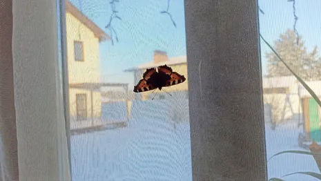 Во Владимирской области в разгар морозов проснулись бабочки